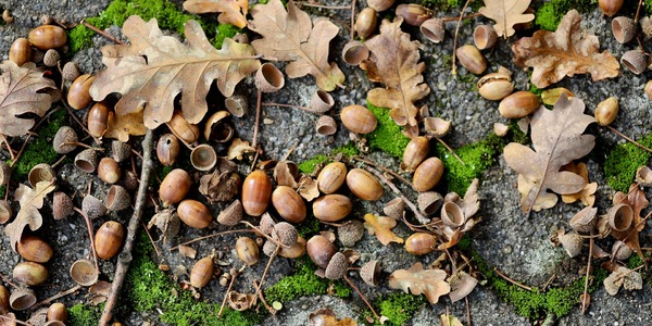 zoledzie-zbiorka.jpg
